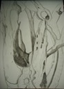 tronc d'arbre mort
